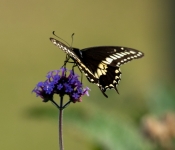 2021 09 26 LongFellowGardens 029